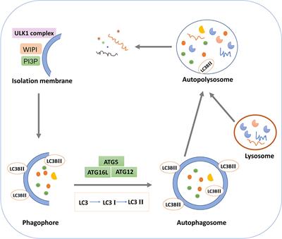 Chinese herbal medicine and its active compounds in attenuating renal injury via regulating autophagy in diabetic kidney disease